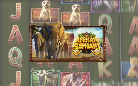 African Elephant